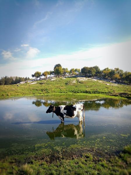 Cow Flood Green Cow Flood Green